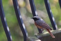Bird Redstart Royalty Free Stock Photo