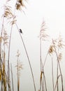 bird in reed