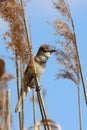 Bird on the reed- PL 1 Trzciniak