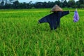 Bird repellent clothes doll in the rice fields. Royalty Free Stock Photo