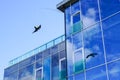 Bird repeller kite imitating hawk or falcon silhouette, wind can move it around