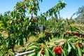 Bird repeller equipment in a cherry farm