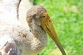 Bird, reserve animals.