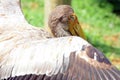 Bird, reserve animals.