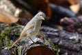 Bird Redstart Royalty Free Stock Photo