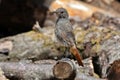 Bird Redstart Royalty Free Stock Photo