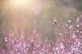 Bird resting on cherry blossom tree Royalty Free Stock Photo