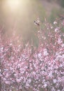 Bird resting on cherry blossom tree Royalty Free Stock Photo