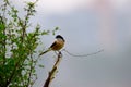 A bird resting on the thin branch of a plant on the tree