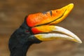 Bird,Rhinoceros hornbill Royalty Free Stock Photo