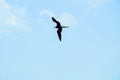 Bird, Ria Celestun Biosphere Reserve, Mexico