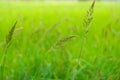 Bird rice, a weed in rice fields in Southeast Asia