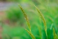 Bird rice, a weed in rice fields in Southeast Asia