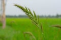 Bird rice, a weed in rice fields in Southeast Asia