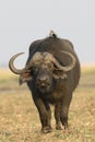 A bird riding on back of cape buffalo