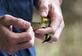 Kentucky Warbler Bird Banding