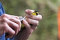 Kentucky Warbler Bird Banding