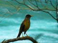 Bird on river