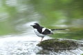 Bird and river (black-backed Forktail) perching on stone for bac