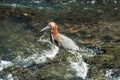 Bird on a river with a long beak. Brown and grey camouflage bird. Wildlife in a rainforest Iguaz? National Park. Big bird posing