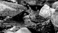 Bird, River, Rocks