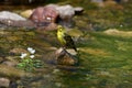 Bird, River, water, Nature, water