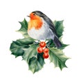 bird robin on a branch watercolor on a white isolated background. winter holiday card Royalty Free Stock Photo
