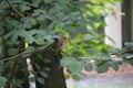 Bird Robin Redbreast in a tree on Landgoed `t Loo in Oldebroek, the Netherlands.