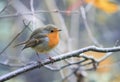 Bird Robin sitting among the branches in the autumn