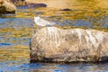 Bird on a rock, Aswan, Egypt, river nile,