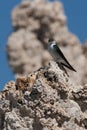 Bird on rock formations Royalty Free Stock Photo