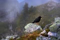 Bird in rock habitat. Alpine Chough, Pyrrhocorax graculus, black bird sitting on the stone with lichen. animal in the mountain Royalty Free Stock Photo