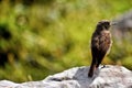 Bird on the rock Royalty Free Stock Photo