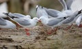 Bird, rock and nature with summer, driftwood and wildlife for ornithology and birdwatching. Redbilled gull, closeup and