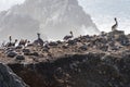 Bird Rock in Point Lobos State Reserve Park in Monterey California on a sunny, yet hazy day. Birds such as pelicans and seagulls Royalty Free Stock Photo