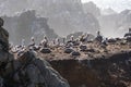 Bird Rock in Point Lobos State Reserve Park in Monterey California on a sunny, yet hazy day. Birds such as pelicans and seagulls Royalty Free Stock Photo