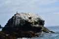 Bird on Rock Reserva Nacional Pinguino de Humboldt Chile Royalty Free Stock Photo