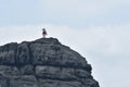 Bird on Rock Reserva Nacional Pinguino de Humboldt Chile Royalty Free Stock Photo