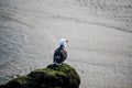 Bird on a rock solitude Royalty Free Stock Photo