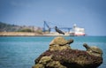 Bird on the rocks at bay coast sea ocean fishing boat background Royalty Free Stock Photo