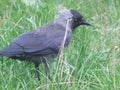 bird rook in city Royalty Free Stock Photo