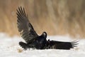 Bird Rook corvus frugilegus landing, black bird in winter time Royalty Free Stock Photo