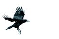 Bird Rook corvus frugilegus landing, black bird in winter time Royalty Free Stock Photo