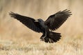 Bird Rook corvus frugilegus landing, black bird in winter time Royalty Free Stock Photo