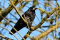 Bird Rook, Corvus frugilegus in the wild close up Royalty Free Stock Photo