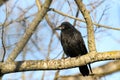 Bird Rook, Corvus frugilegus in the wild close up Royalty Free Stock Photo