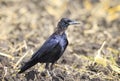 Bird rook stands in the middle of the field