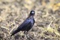 Bird rook stands in the middle of the field