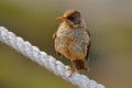 Bird on rope. Falkland Thrush, Turdus falcklandii falcklandii, brawn bird with food for youngs, sitting on the stone, animal in th
