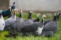 Helmeted guinea fowl